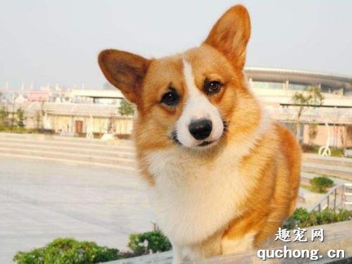 柯基能吃什么水果蔬菜？