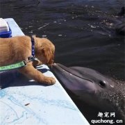 <b>主人带狗狗去看海豚，结果下一秒，却意外拍到这一幕好羡慕！</b>