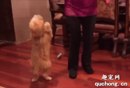 <b>狗狗听到有零食吃，直接激动到站起来跳舞，这也太逗了！</b>
