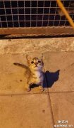 <b>在街上遇到一只小流浪猫，它的举动好乖，让人想立马抱回家​！</b>