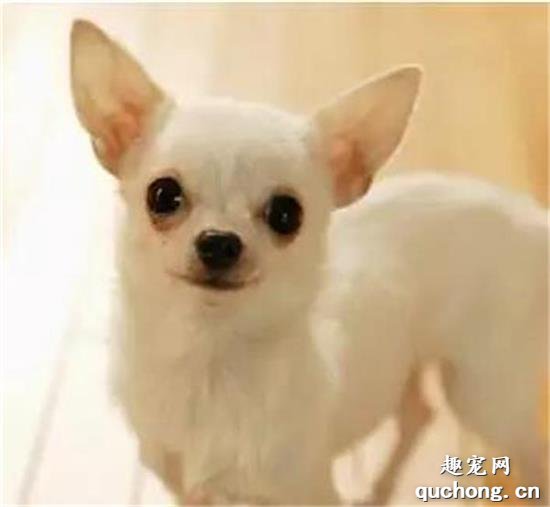 狗狗为什么会遗尿?