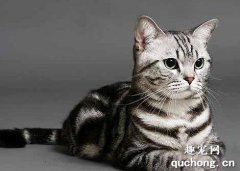 <b>猫咪毛球性胃炎是什么?</b>