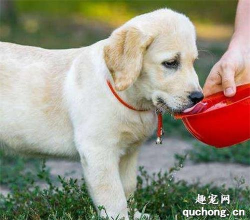 为何我们家狗狗放臭屁特特非常臭?