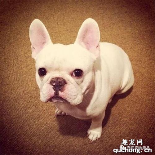 狗狗腿瘸的5种原因是什么?