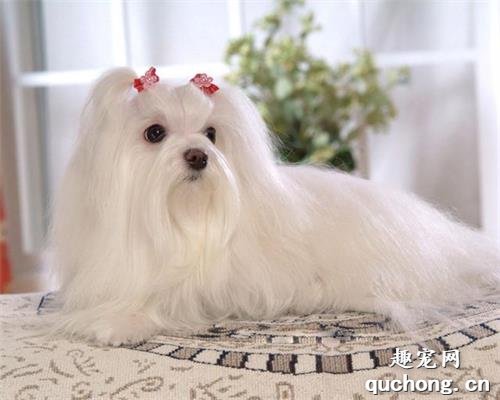 颜值高的马尔济斯犬,为何养的人那麼少?