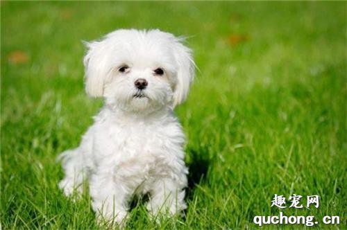 颜值高的马尔济斯犬,为何养的人那麼少?