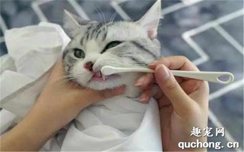 给猫刷牙怎么刷 给猫刷牙要刷多少次才好
