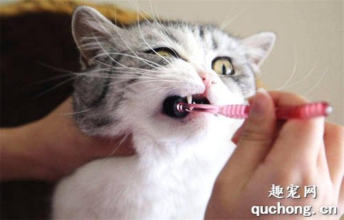 给猫刷牙怎么刷 给猫刷牙要刷多少次才好