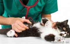 小猫咪得肾衰是什么原因？