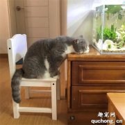 <b>自从养了鱼后，家里的猫每天就这样一直盯着，好投入！</b>