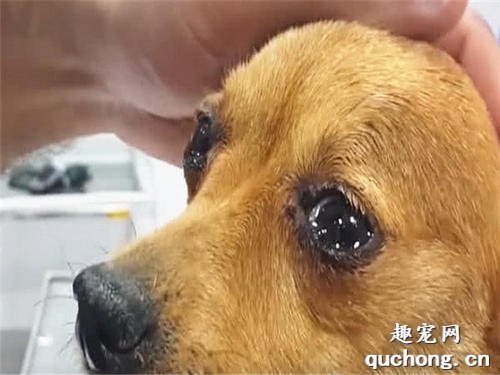 狗狗流泪的原因有哪些?