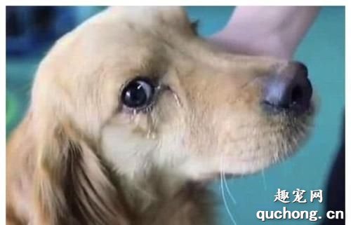 狗狗流泪的原因有哪些?