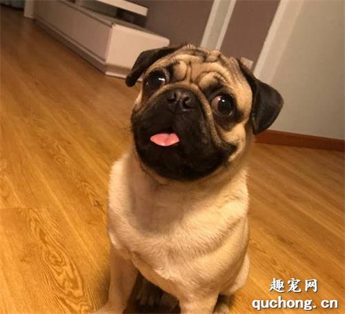 巴哥狗狗有哪些明显的缺点?
