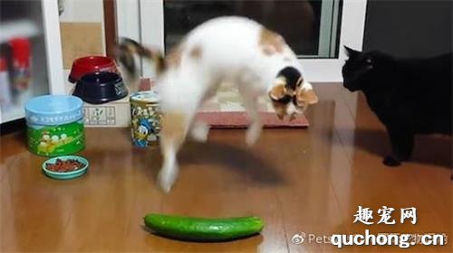 为什么猫咪会害怕黄瓜？