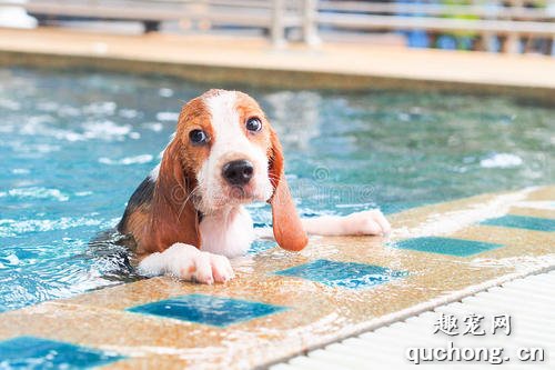 炎热的夏天怎么帮狗狗消热避暑？