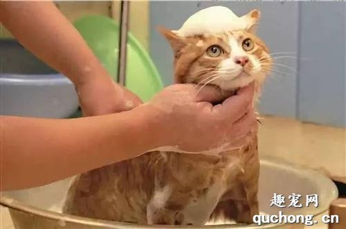 想给猫咪洗澡有哪些要点？