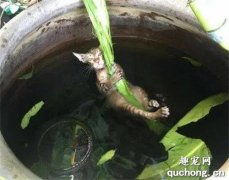 <b>猫咪为了乘凉躲进水缸，却忘了不会游泳这事，下一幕的处境尴尬</b>