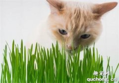 养猫家里可以同时养哪些绿色植物？