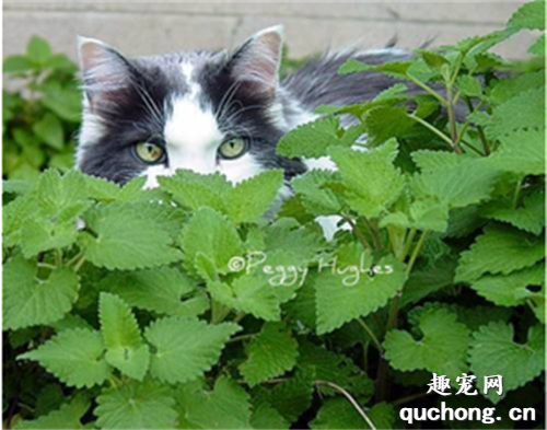 养猫家里可以同时养哪些绿色植物？