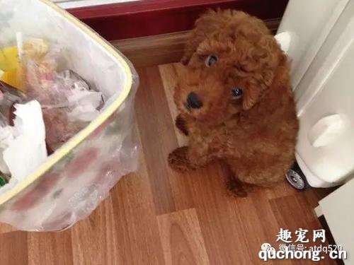 家里的泰迪犬为何总翻垃圾桶？