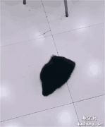 <b>看到地上掉了一条毛巾，刚准备捡起来……结果它突然动了！</b>