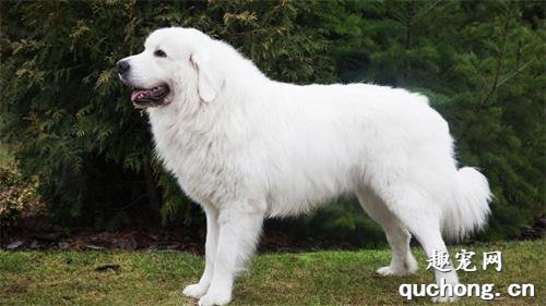 大白熊犬能长多大?