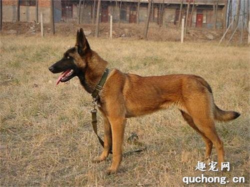 马犬看家护院怎么样?