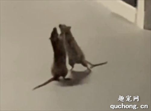 <b>两只老鼠打到不可开交 小猫路过看蒙了！</b>