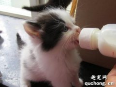 小猫咪能喝牛奶吗?