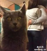 <b>外国网友带女盆友回家，猫咪的表情怎么是这样的</b>