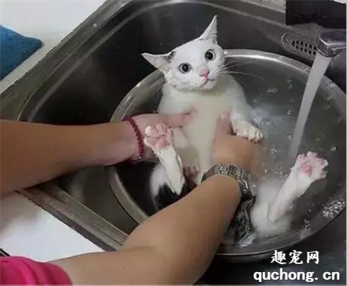 <b>主人带猫咪进厨房洗澡，猫咪以为自己要被煮了，吓懵了</b>