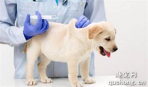 狗狗应该先驱虫还是先疫苗？
