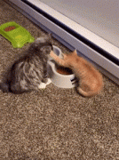 <b>这只小橘猫平时挺乖挺可爱的，但一到吃饭时，就变了样！</b>