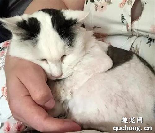 <b>19岁的老猫，在生命最后一刻做了一个举动，让老人感动落泪</b>