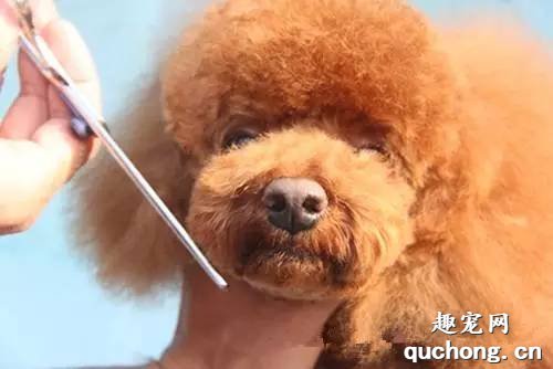 怎么帮泰迪狗狗修剪毛发？