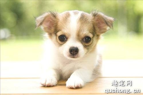 吉娃娃有哪些特点好养吗?