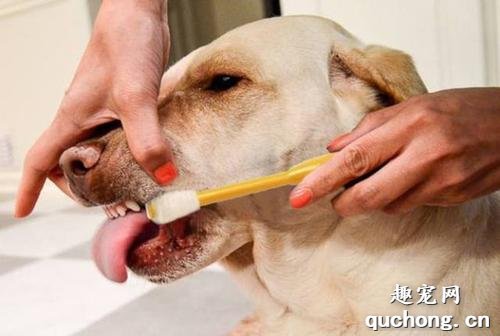 怎么保护狗狗的牙齿健康