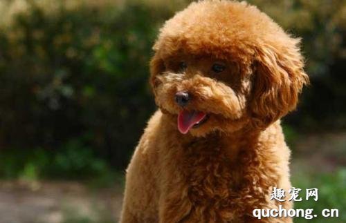 泰迪母犬多年不孕是怎么回事?