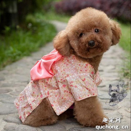 泰迪母犬多年不孕是怎么回事?
