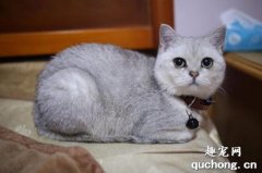 <b>英短蓝猫的优缺点都有哪些？</b>