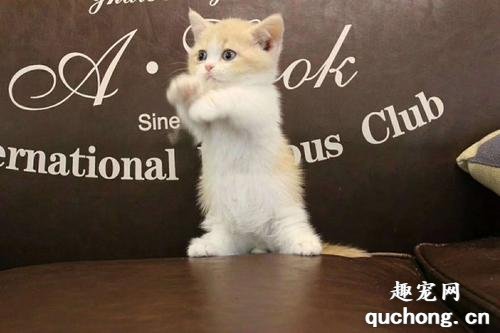 矮脚猫为什么那么贵?
