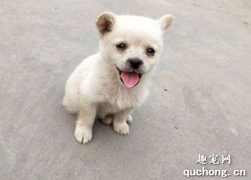狗主人能不能碰刚生产的狗狗?