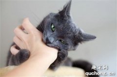 <b>家里猫咪爱咬人怎么办？</b>