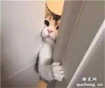 猫咪为什么喜欢守厕所