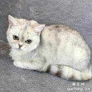 <b>银渐层猫从小怎样养？</b>