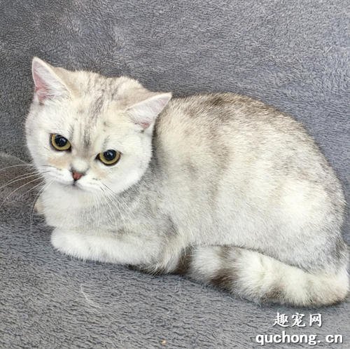 银渐层猫从小怎样养？
