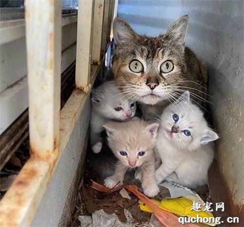 <b>家中小孩偷偷照顾四只猫咪，小孩天真无邪的善良，如此让人感动…</b>