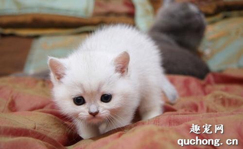 小猫吃了老鼠药怎么急救?