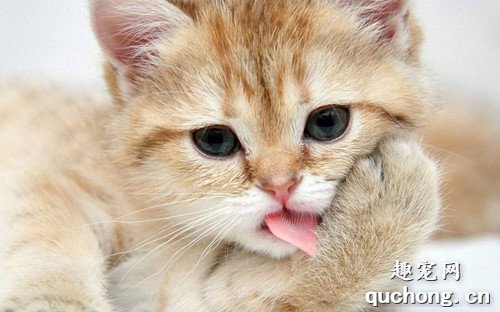 猫咪诱食剂上瘾怎么办？