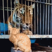 <b>橘猫遇见老虎，老虎：我小时候这么萌？橘猫：我长大这么猛？</b>